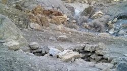 ویدئو| تصاویری از پلنگ ایرانی برای نخستین‌بار در پارک ملی قطرویه